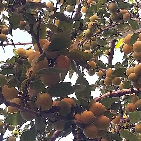 펜션 Charmante Petite Sur Deauville Trouville-sur-mer