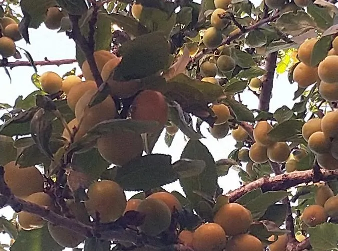 Casa de Férias Charmante Petite Sur Deauville Trouville-sur-mer